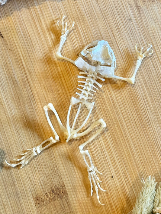 Asian Common Toad Skeleton- Duttaphrynus melanostictus Specimen