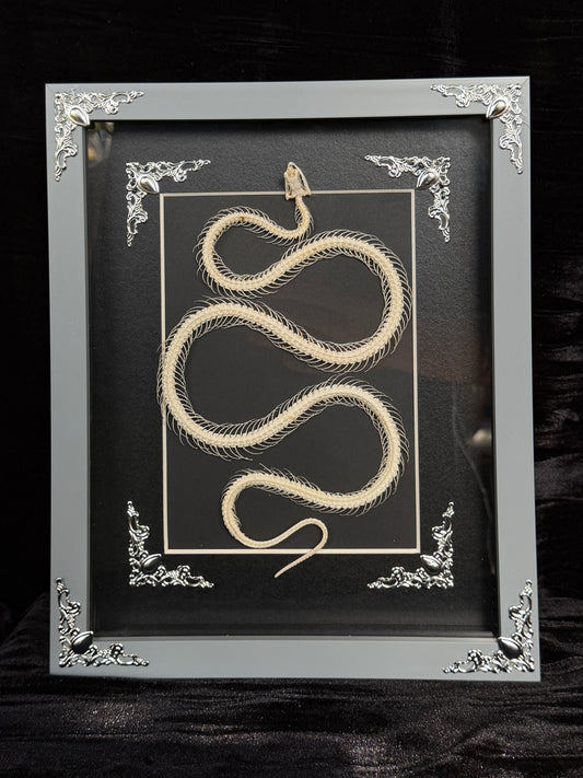 MALAYAN KRAIT - Snake Skeleton Frame