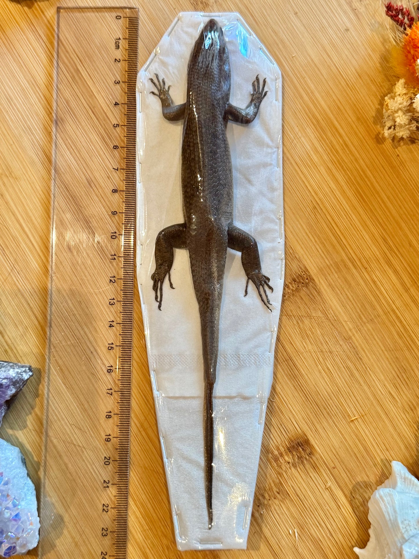 Indian Brown Skink- Eutropis multifasciata specimen