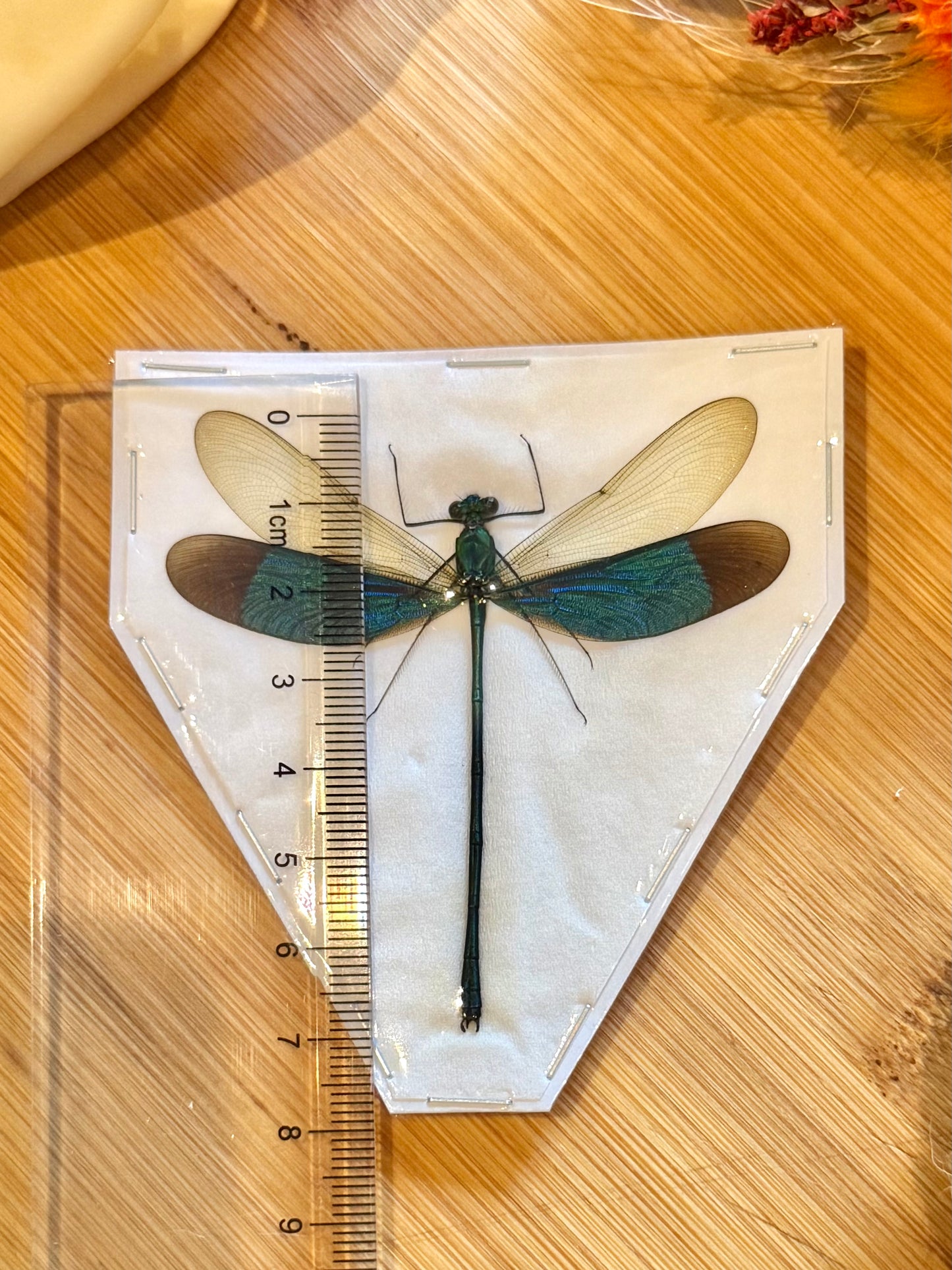 Green Metalwing Damselfly- neurobasis chinensis florida