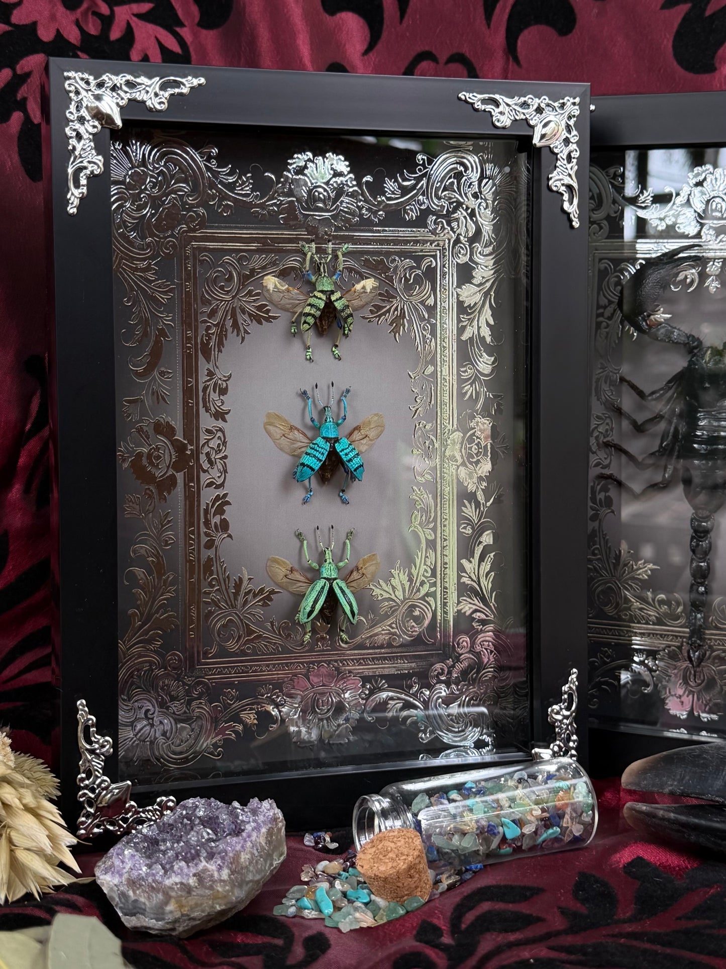 Weevil Trio Framed Specimens (SILVER) - names in description