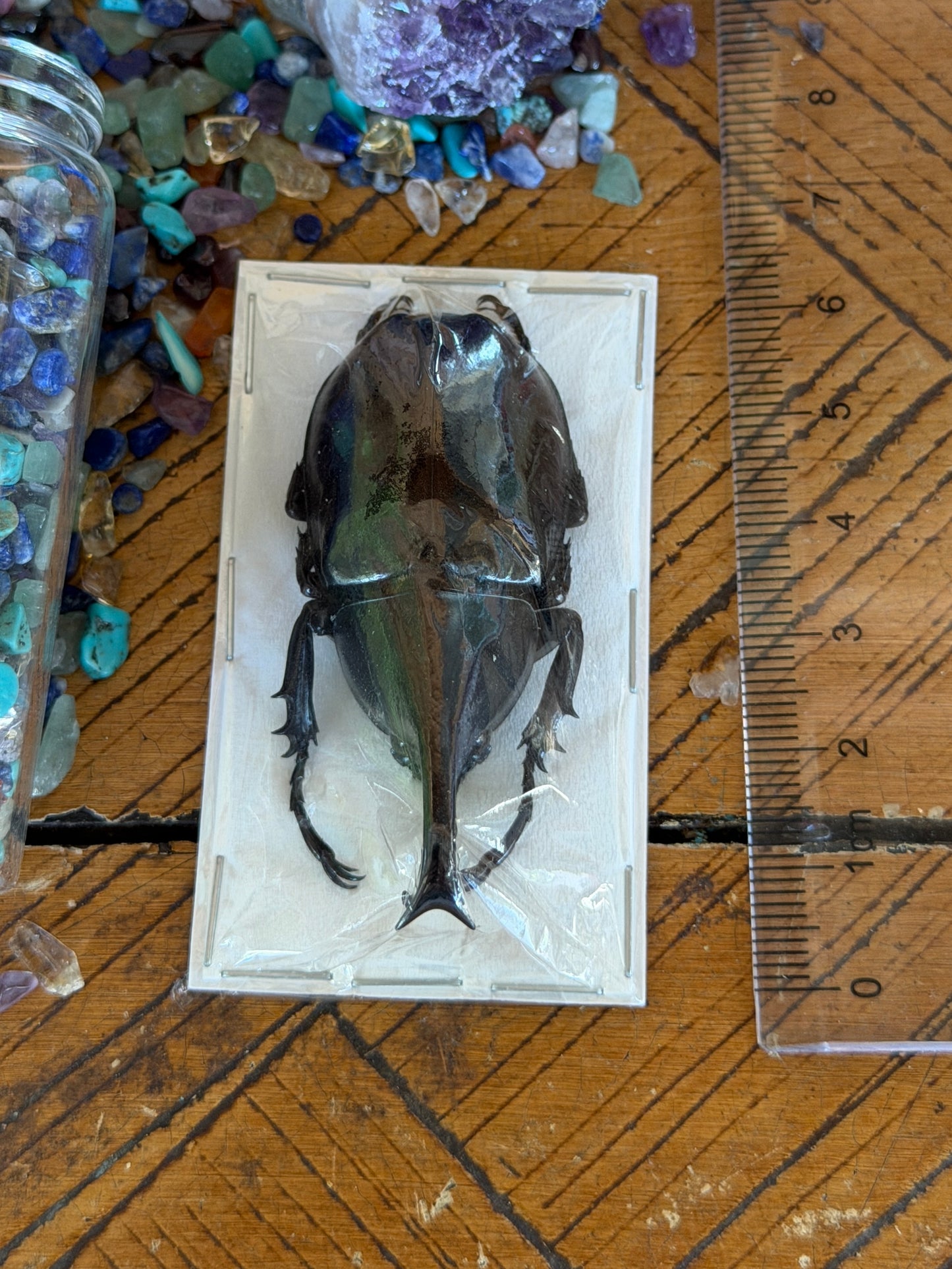 Rhinoceros Beetle - Xylotropes Lorquinii