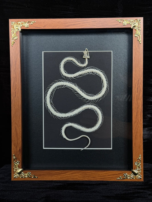 MALAYAN KRAIT - Snake Skeleton Frame