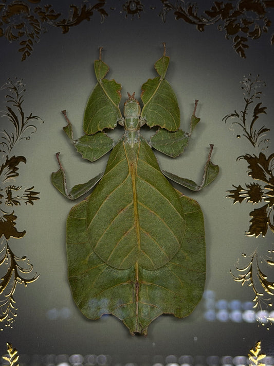 Leaf Bug Pulchriphyllium Pulchrifolium Framed Specimen