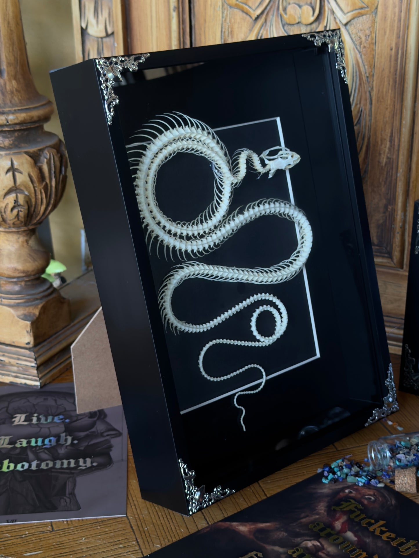 Chinese Rat Snake Ptyas Korros Framed Skeleton Specimen