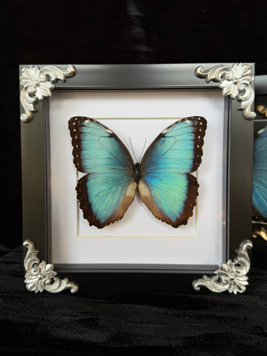 MORPHO BUTTERFLY - Framed Specimen White Edition