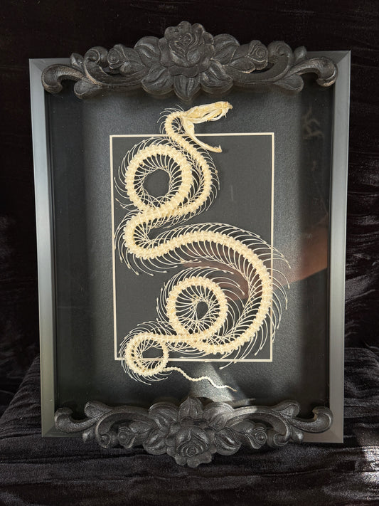 WHITE LIPPED PIT VIPER - Snake Skeleton Frame