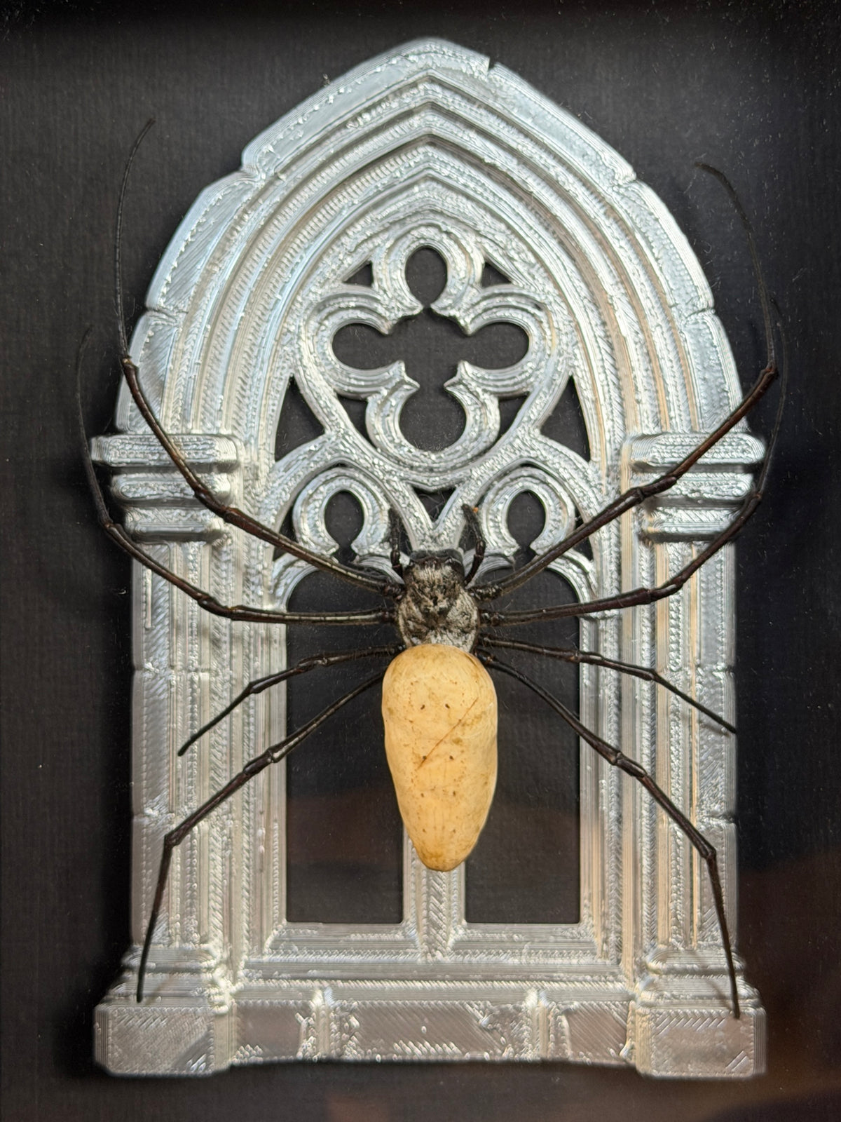 Silver Arch Orb Weaver Spider - Frames Specimen