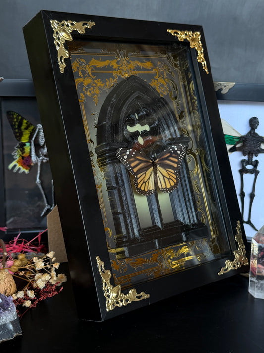 MONARCH BUTTERFLY - Danaus Plexippus Framed Specimen