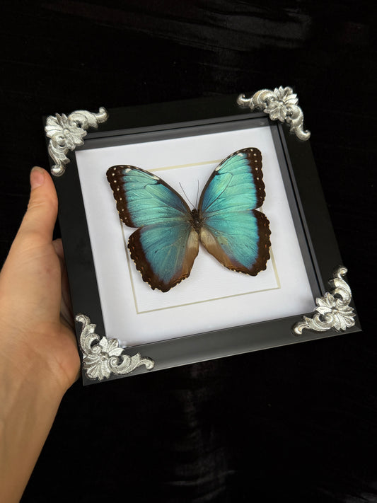 MORPHO BUTTERFLY - Framed Specimen White Edition