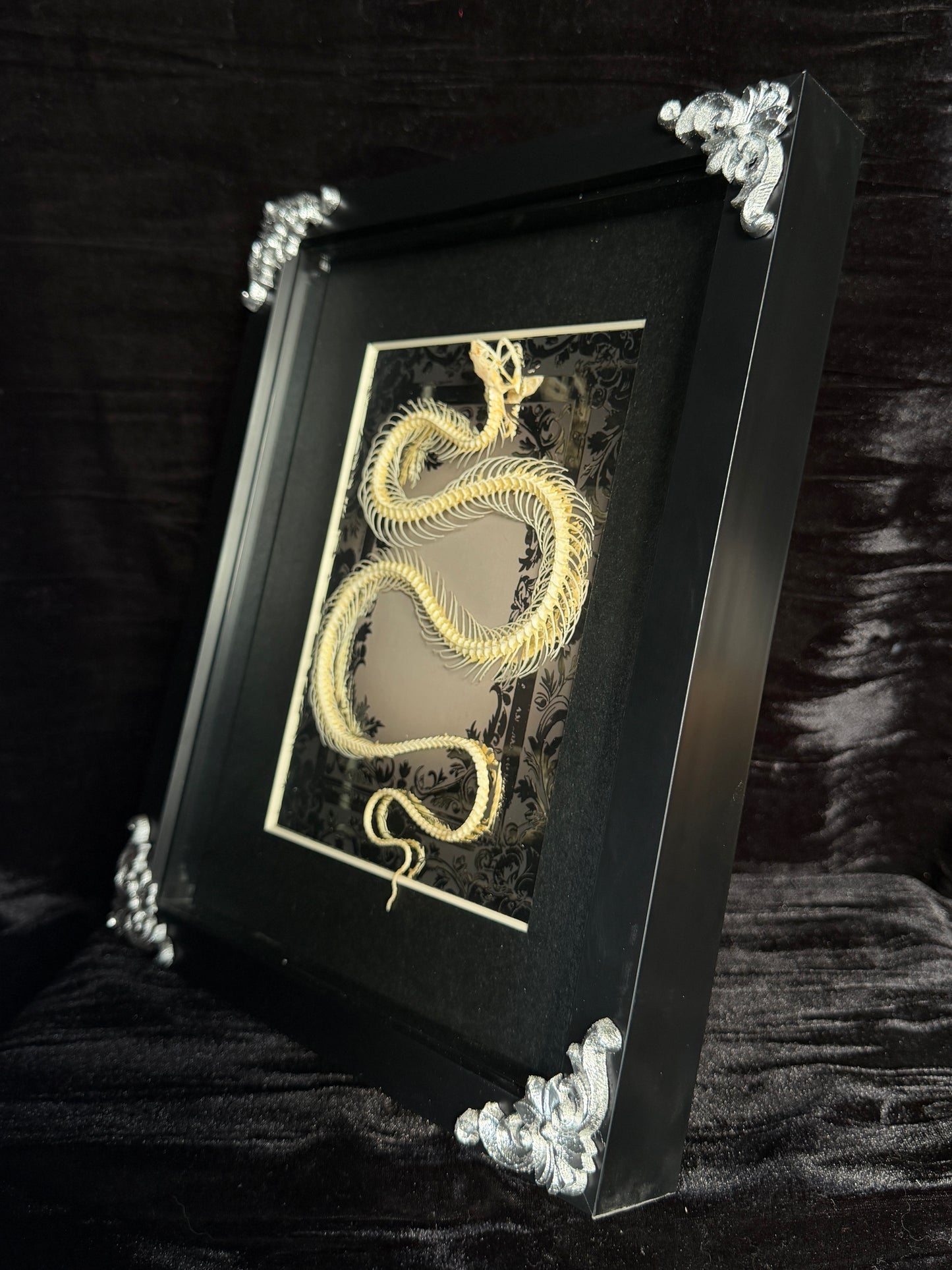GREY WATER SNAKE - Snake Skeleton Frame