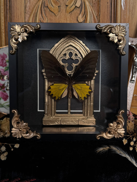 YELLOW BIRDWING BUTTERFLY - Gold Arch Rare Butterfly Frame