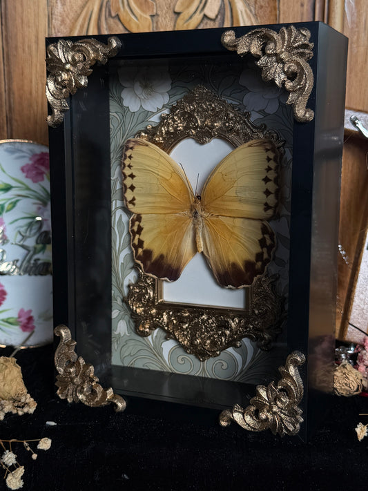ORANGE-BARRED SULPHUR - Gold Arch Butterfly Frame (broken antenna)