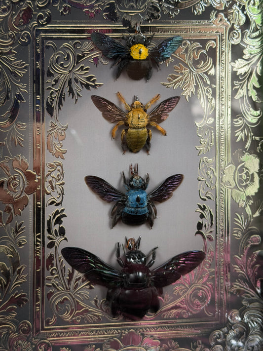 Quad Carpenter Bee Framed Specimens (SILVER) - names in description