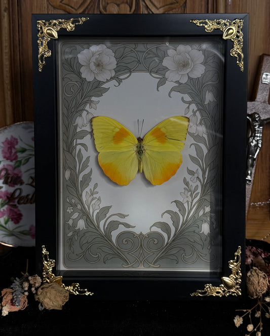 PHOEBIS PHILEA - Yellow Butterfly Frame (torn wing)