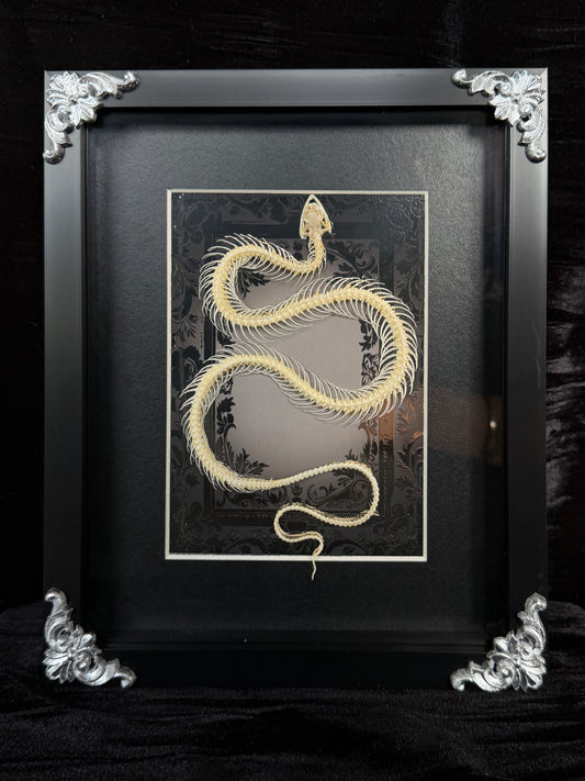 GREY WATER SNAKE - Snake Skeleton Frame