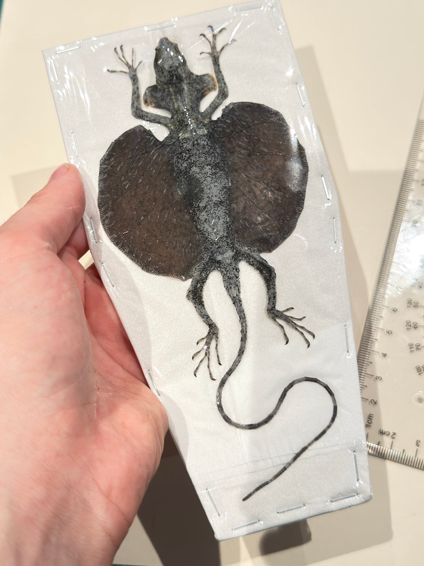 DRACO FLYING LIZARD - Draco Hennigi