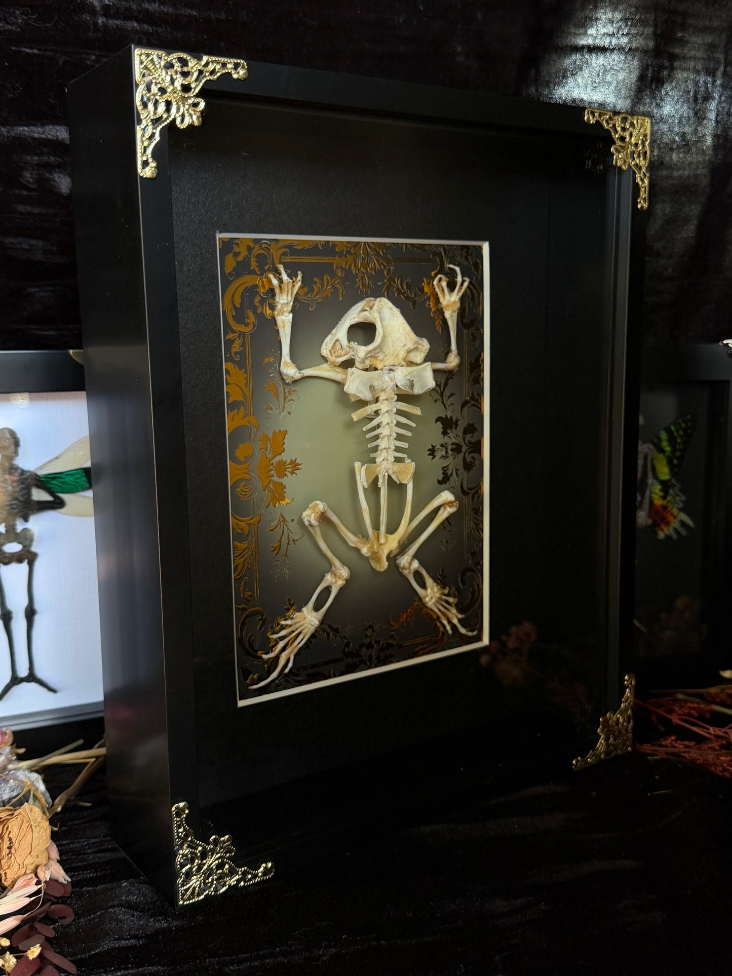 Asian Common Toad Skeleton Cathedral - Duttaphrynus melanostictus Framed Specimen