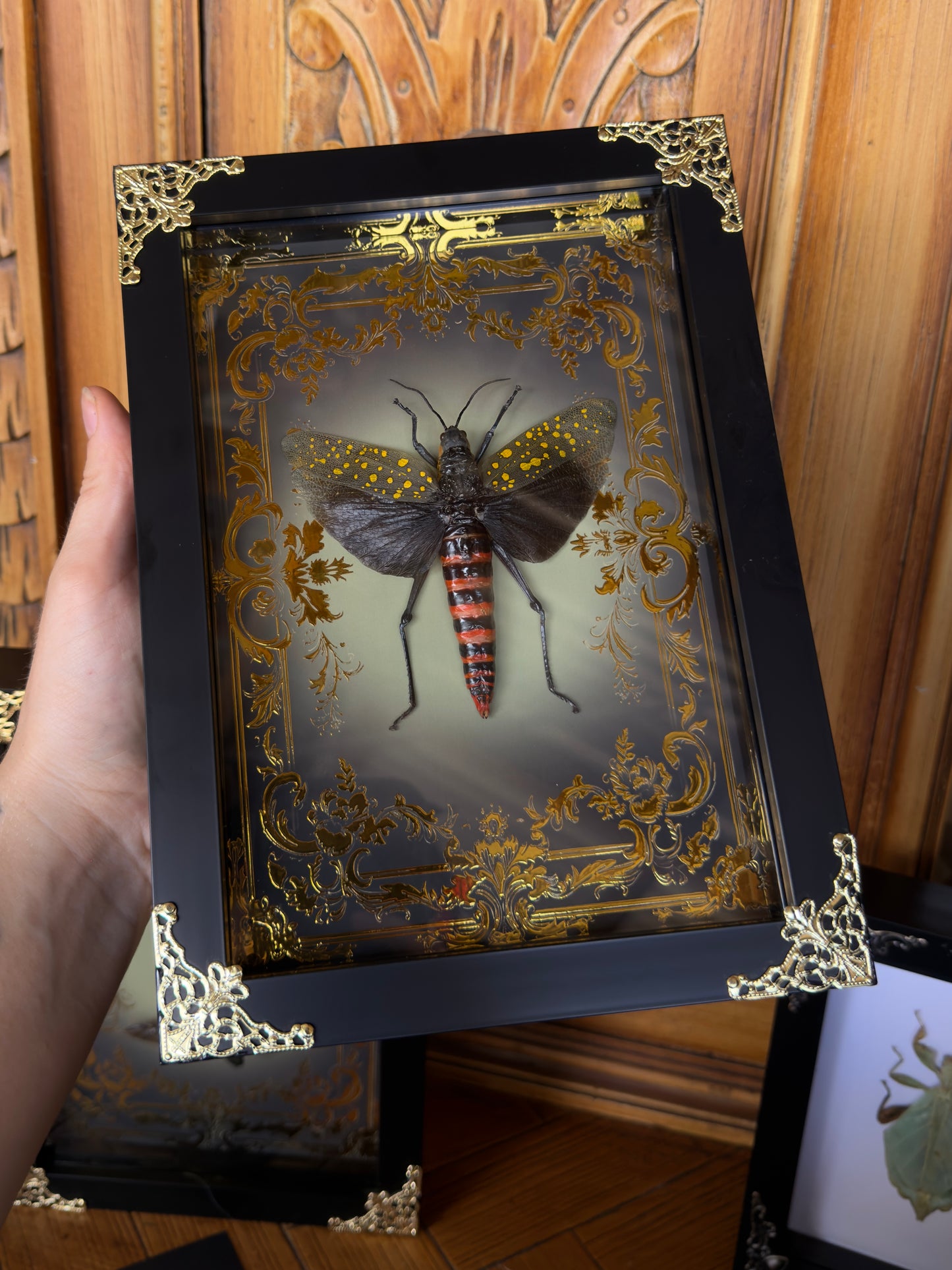 Northern Spotted Grasshopper Aularches Punctatus Framed Specimen