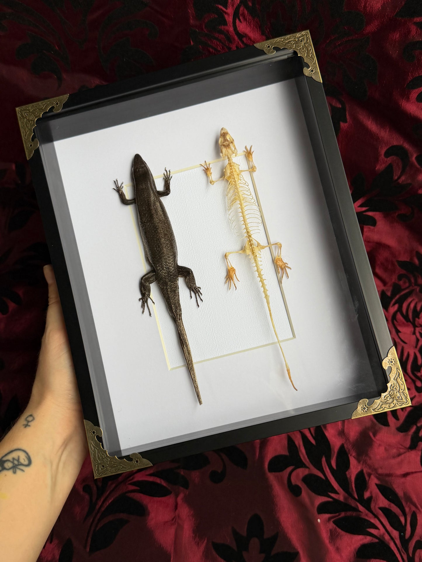 SKINK DUO Indian Brown Skink & Skeleton - Eutropis multifasciata - Framed Specimen