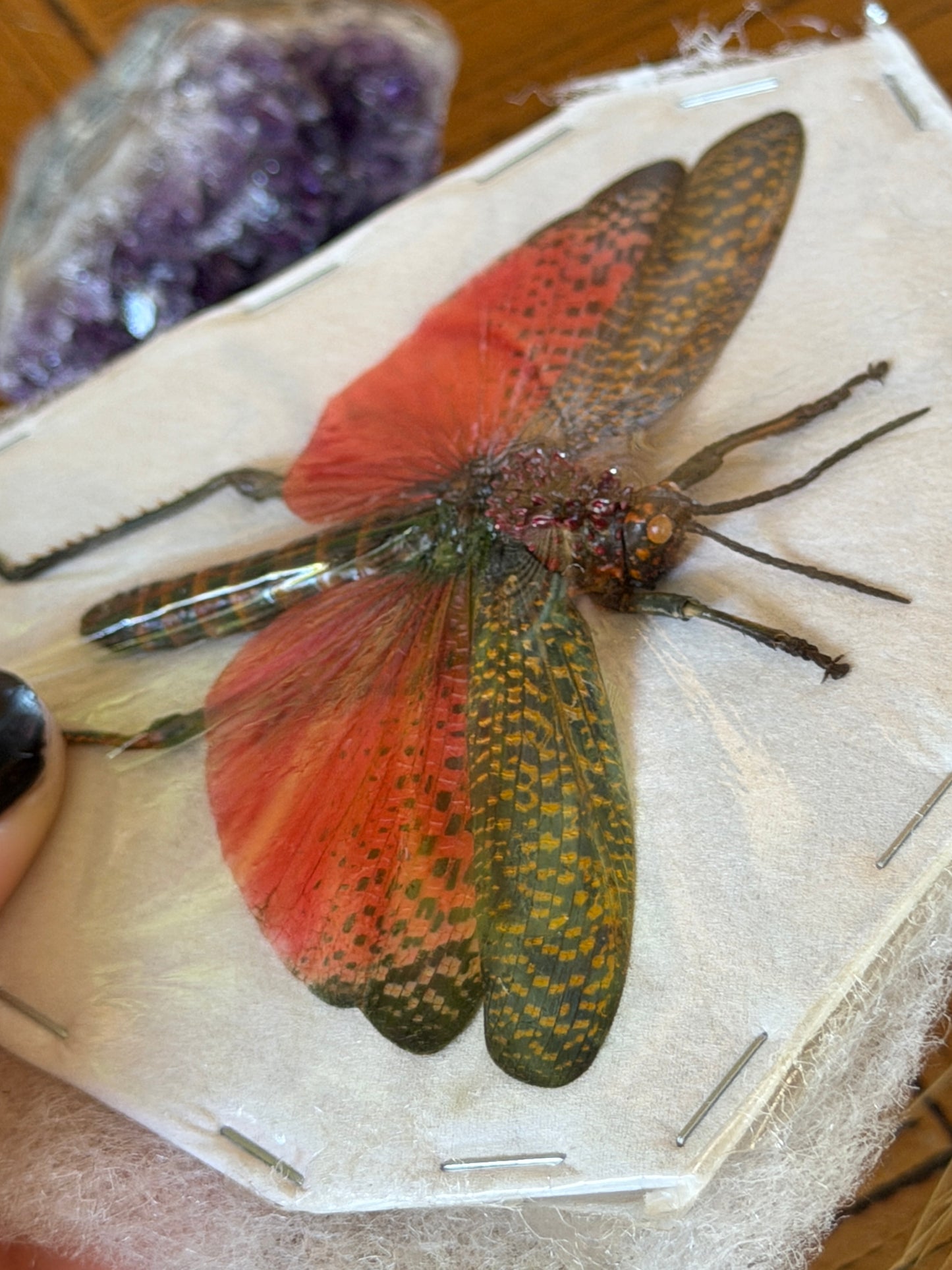 Rainbow Milkweed Locust - Phymateus Saxosus