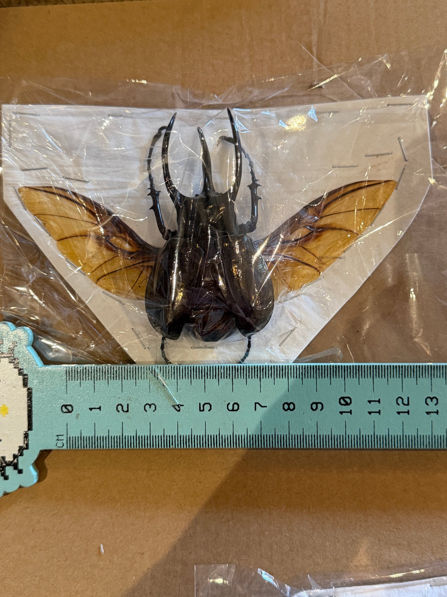 Atlas Beetle - Chalcosoma caucasus
