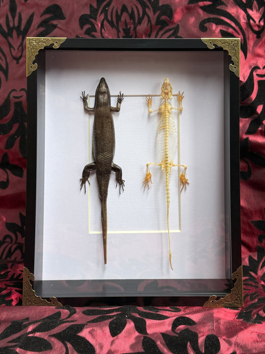 SKINK DUO Indian Brown Skink & Skeleton - Eutropis multifasciata - Framed Specimen
