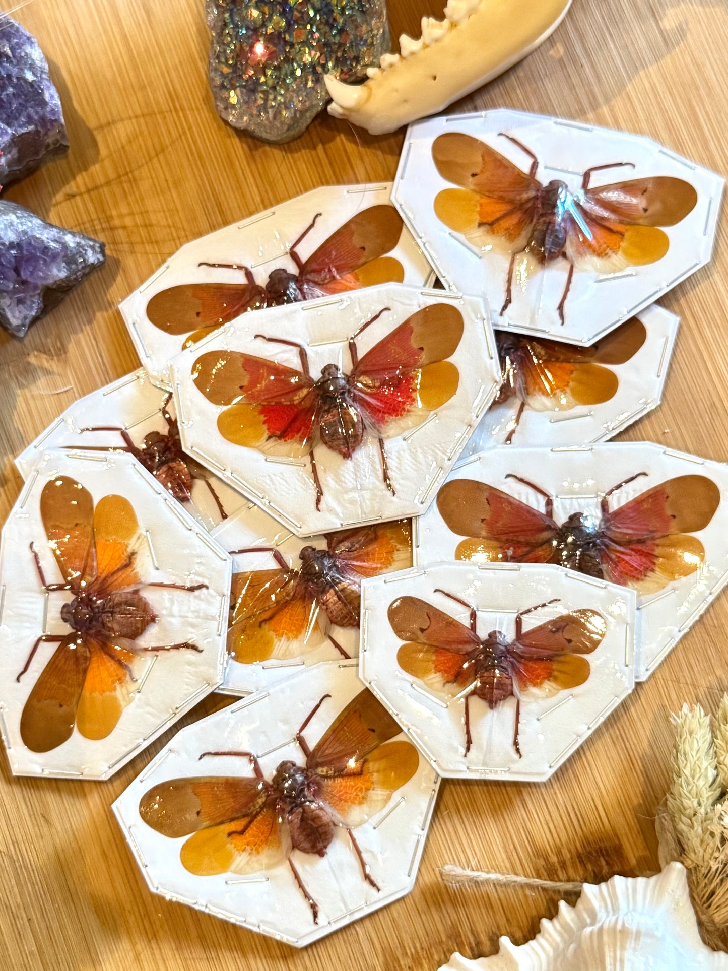 Orange Planthopper- scamandra sanguiflua specimen