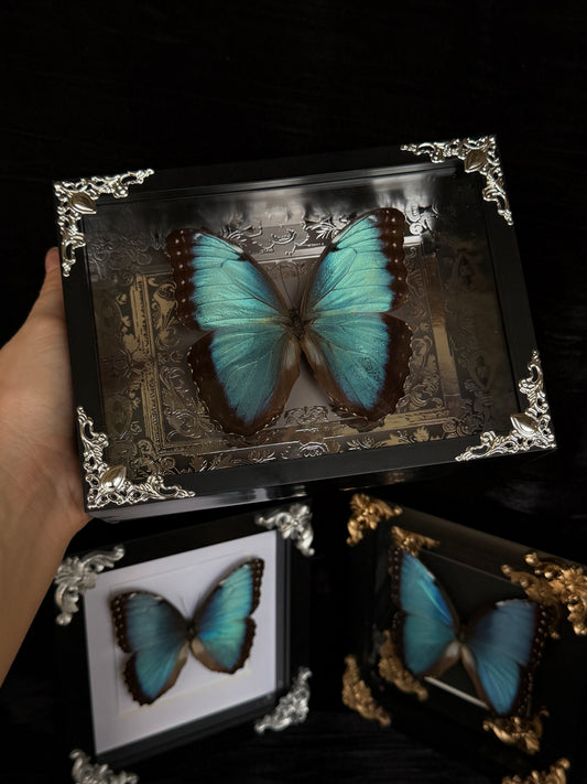 MORPHO BUTTERFLY - Framed Specimen Silver Edition
