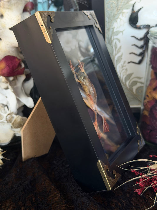 Harlequinn Tree Frog Rhacophorus pardalis Framed Specimen