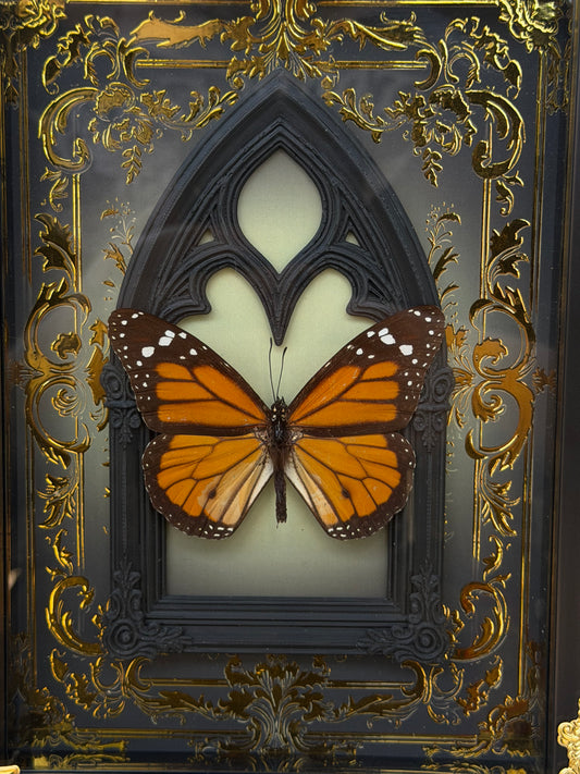 MONARCH BUTTERFLY - Danaus Plexippus Framed Specimen