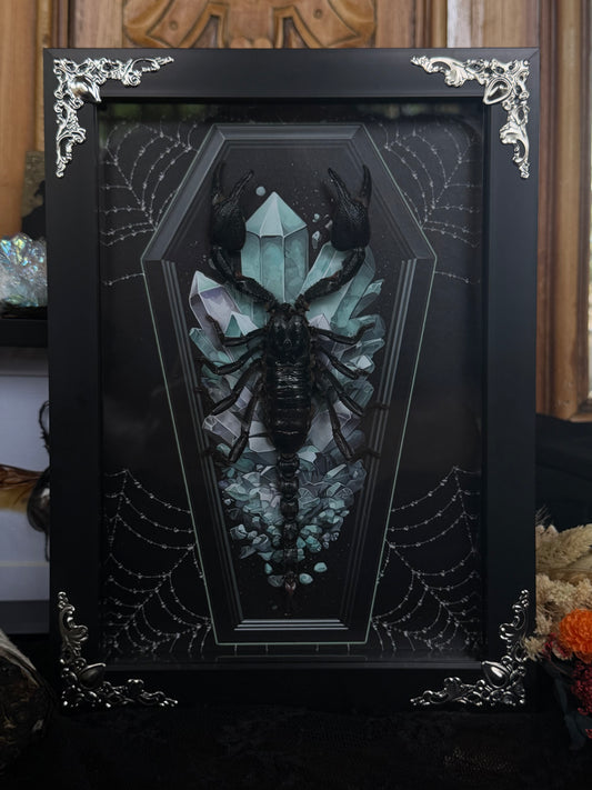 Forest Scorpion - Genus Heterometrus Frames Specimen (BLUE COFFIN)