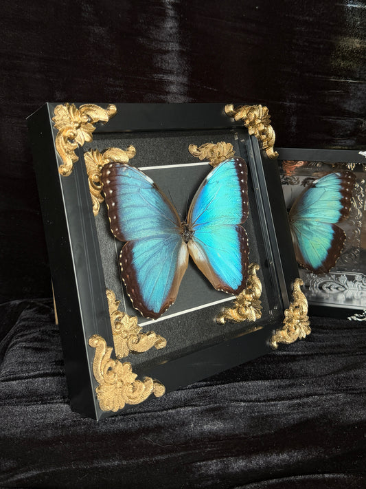 MORPHO BUTTERFLY - Framed Specimen Gold Edition