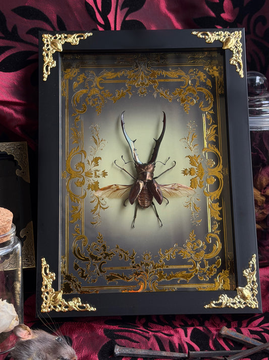 Metallicus Stag Beetle - Cyclommatus metallifer Framed Specimen