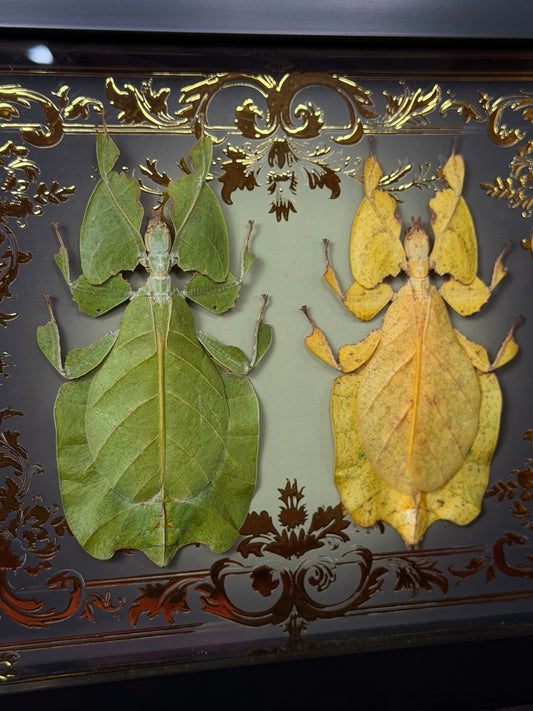 Leaf Bug DUO Pulchriphyllium Pulchrifolium Framed Specimen