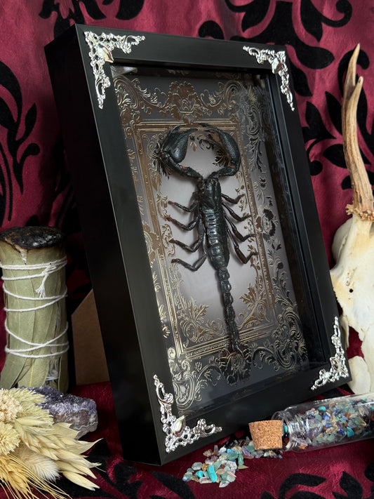 Forest Scorpion - Genus Heterometrus Frames Specimen (SILVER)