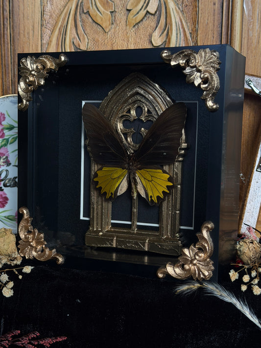 YELLOW BIRDWING BUTTERFLY - Gold Arch Rare Butterfly Frame