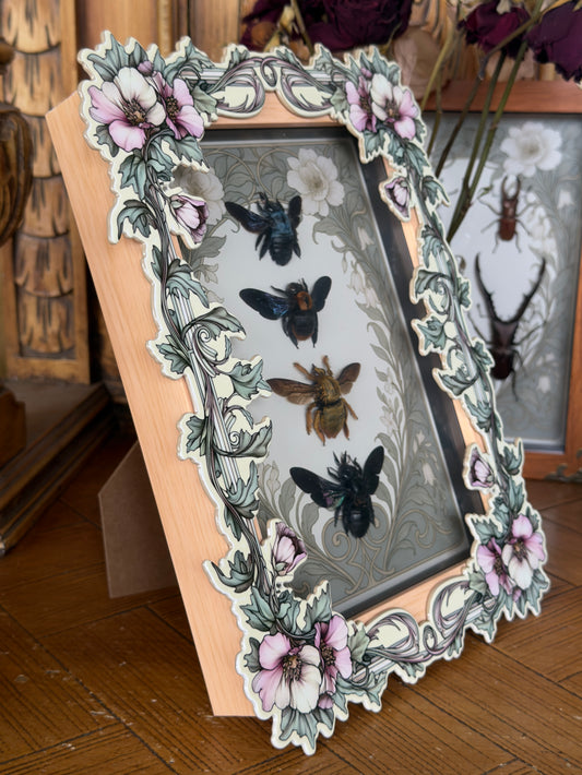 Quad Carpenter Bee Framed Specimens - names in description