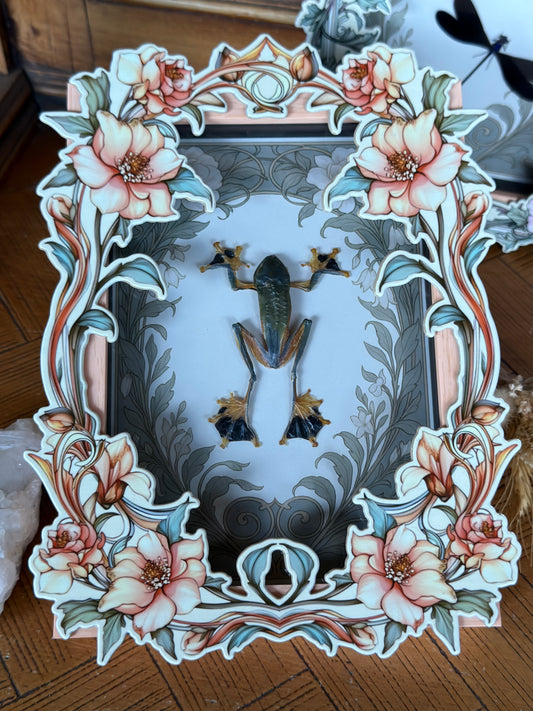 REINDWARDT’S FLYING FROG- Rhacophorus reinwardtii Framed Specimen