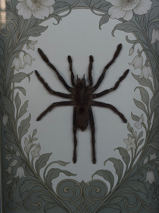 Javan Yellow-kneed Tarantula- Selenocosmia dolichoplectra Framed Specimen (SAGE)
