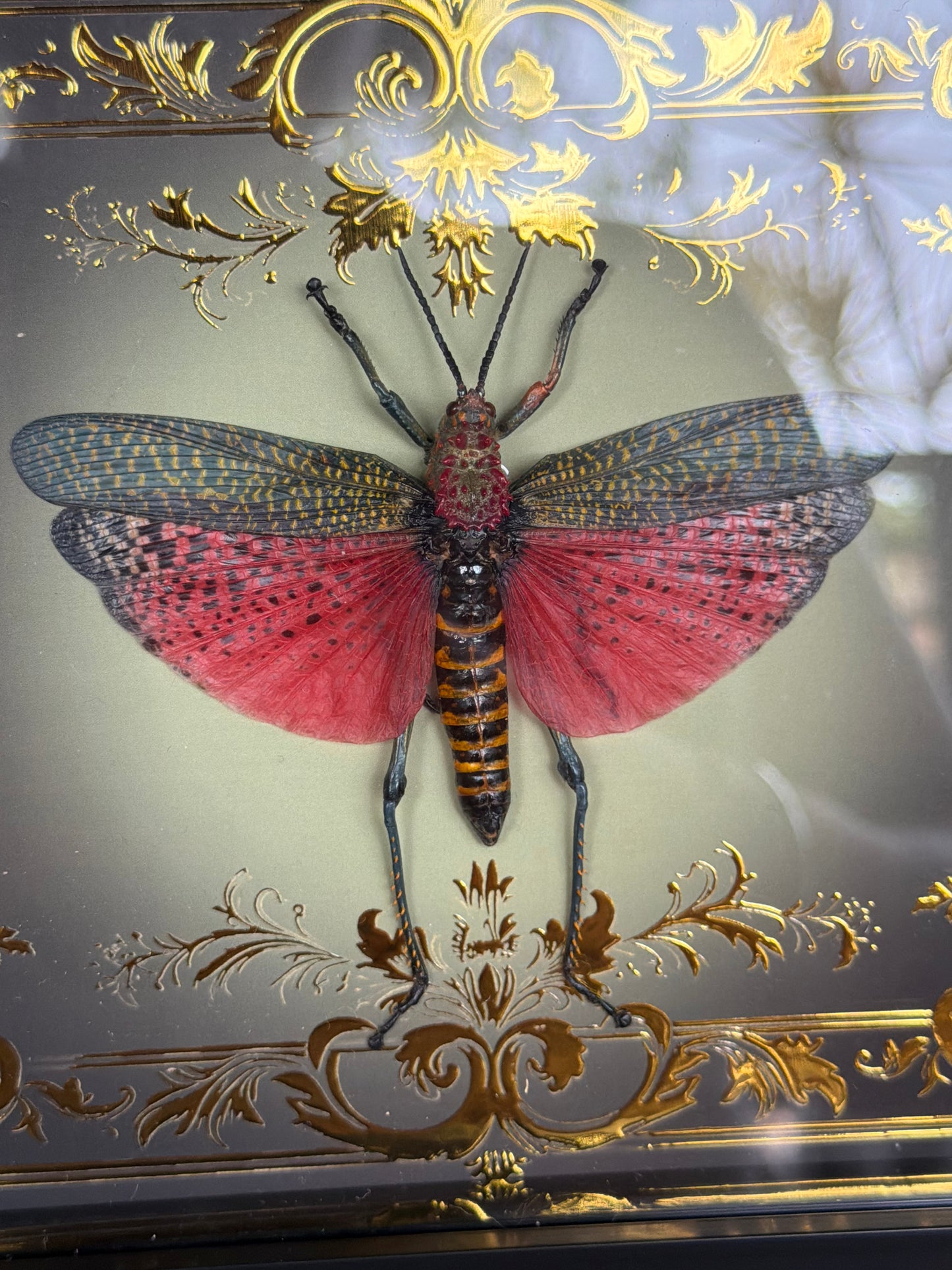 Rainbow Milkweed Locust Phymateus saxosus madagascariensis Tulear Framed Specimen (GOLD)