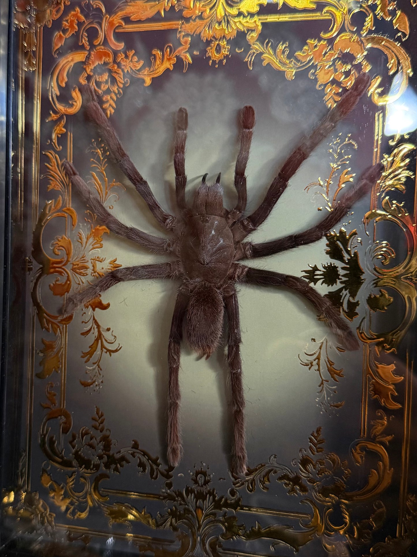 Javan Yellow-kneed Tarantula- Selenocosmia dolichoplectra Framed specimen