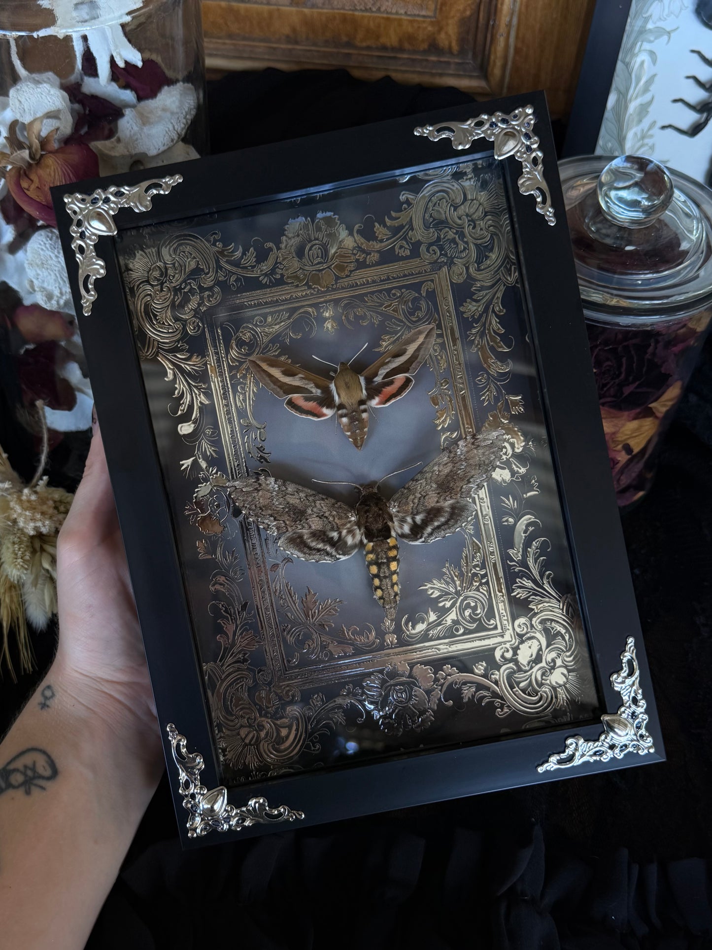 MOTH DUO Hawk Moths Hyles Gallii & Mansuca SP. Framed Specimen