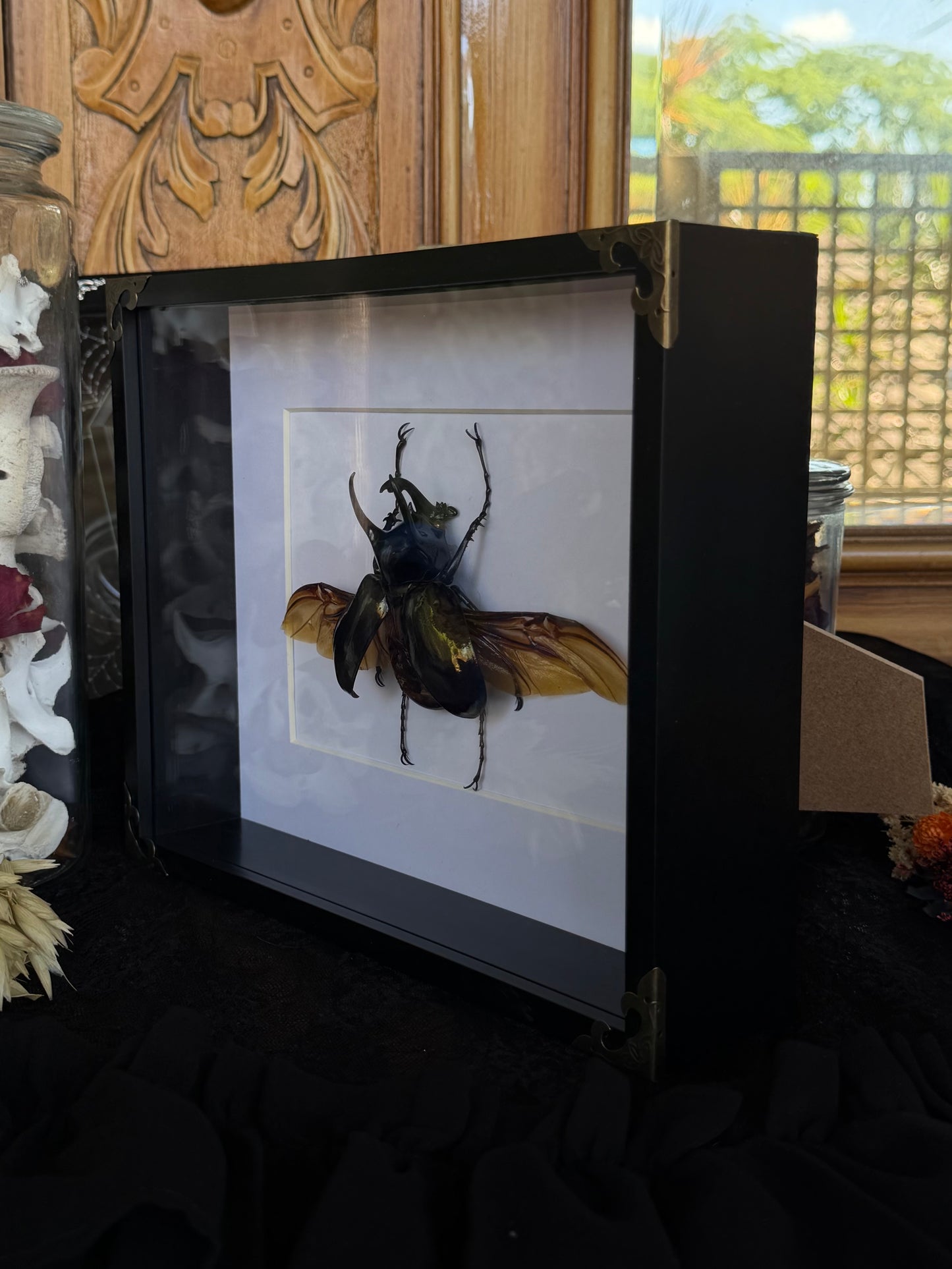 Atlas Beetle chalcosoma atlas Framed Specimen