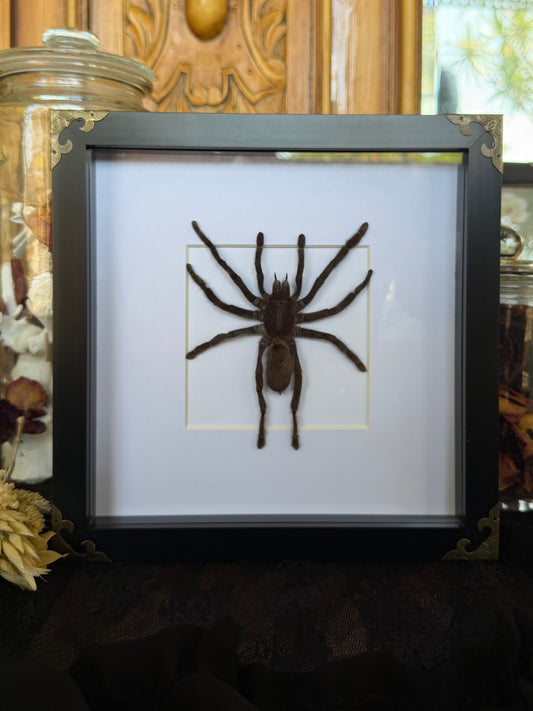Javan Yellow-kneed Tarantula- Selenocosmia dolichoplectra Framed Specimen