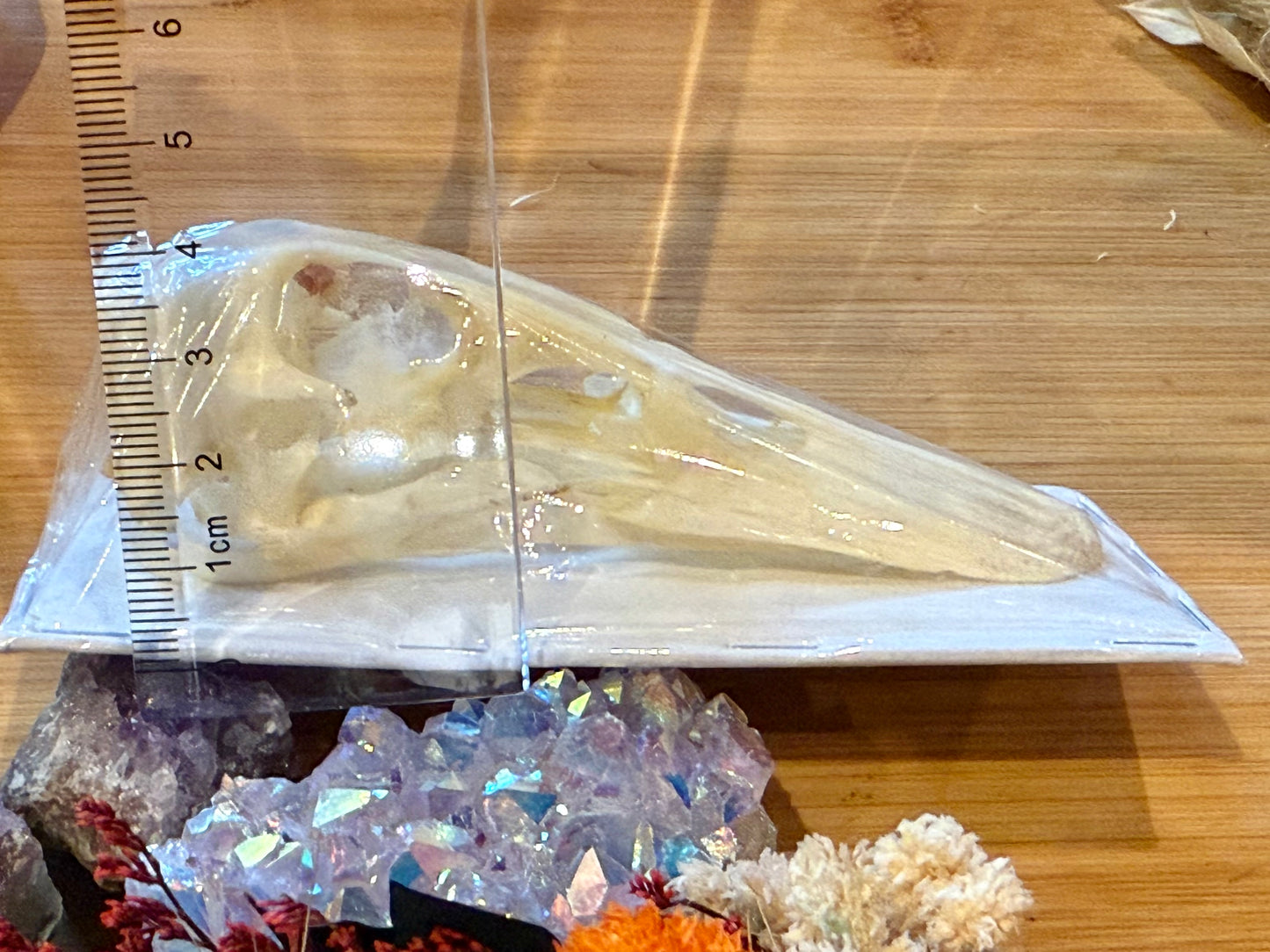 Mallard Duck Skull- Anas platyrhynchos specimen