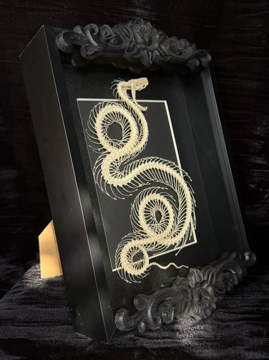 WHITE LIPPED PIT VIPER - Snake Skeleton Frame