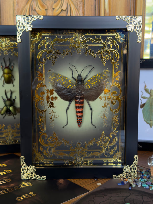 Northern Spotted Grasshopper Aularches Punctatus Framed Specimen