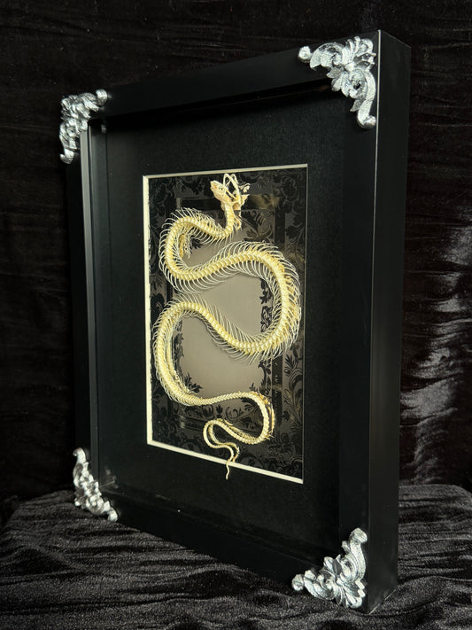 GREY WATER SNAKE - Snake Skeleton Frame