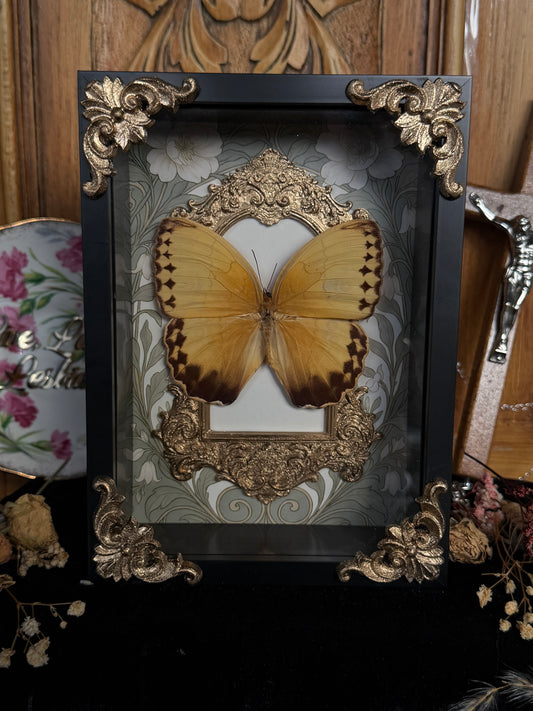 ORANGE-BARRED SULPHUR - Gold Arch Butterfly Frame (broken antenna)